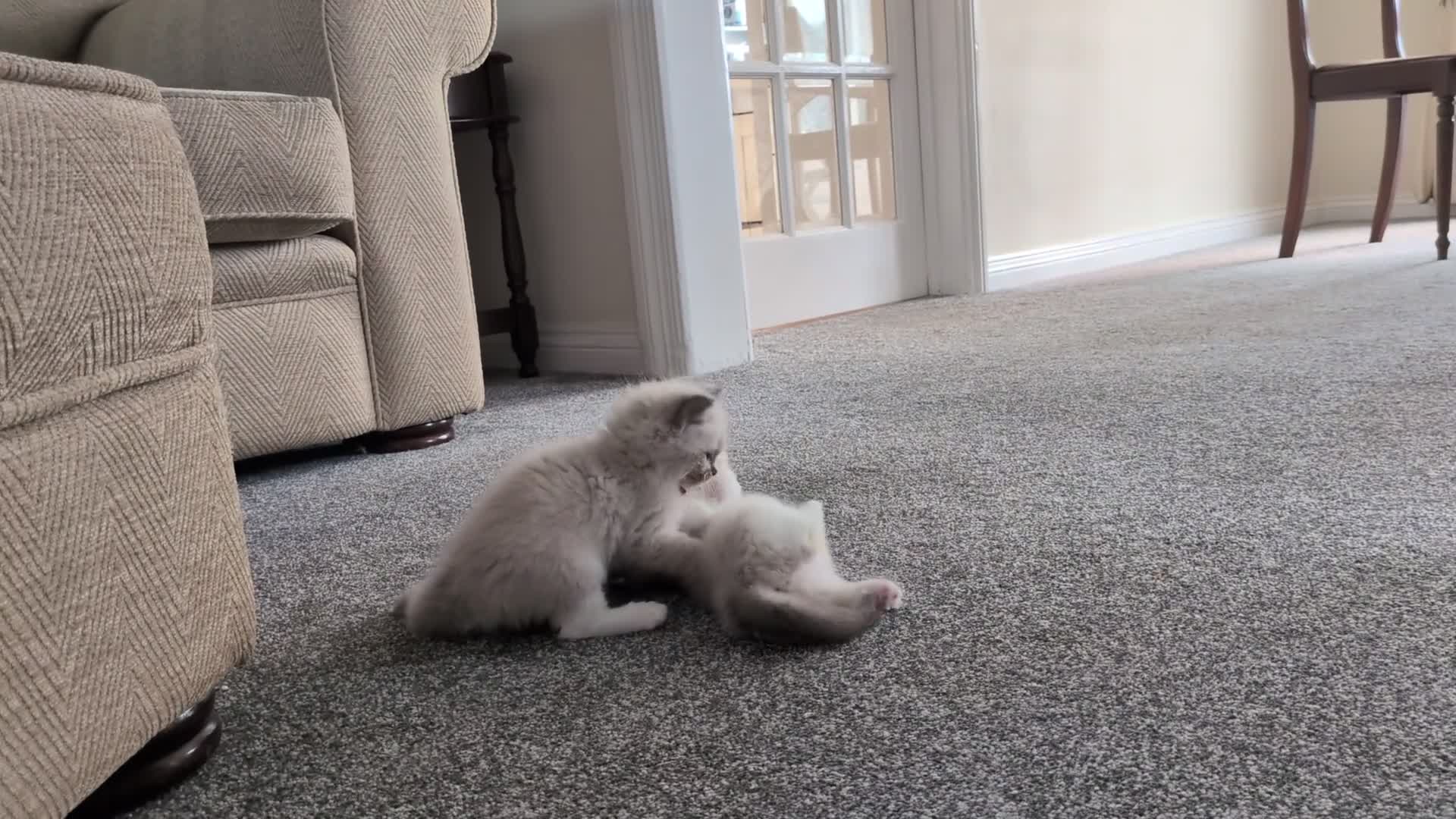 Ragdoll cats for sale: 🏆 GCCF Champion Ragdolls • Active Considered - Video 2