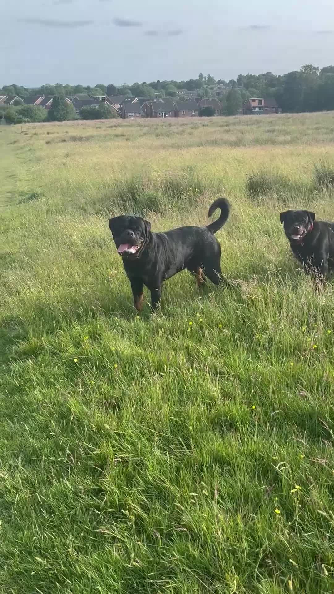 Rottweiler dogs for stud: Proven KC Rottweiler At Stud  in Bacup - Video 1