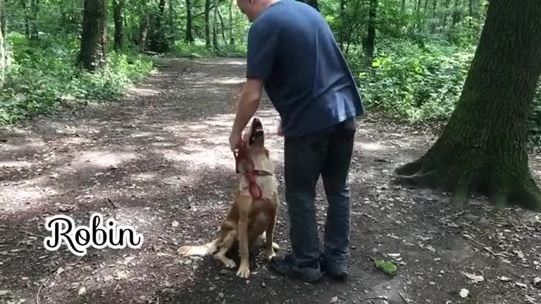Golden Retriever dogs for sale: Robin Fully Trained KC Reg Golden Retriever - Video 1