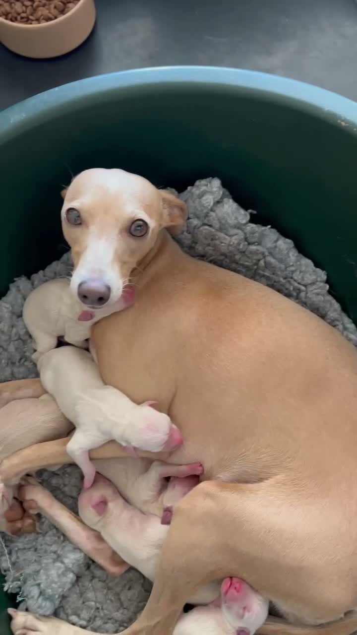 Italian Greyhound dogs for sale: Superb Quality ITALIAN GREYHOUND Puppies - Video 1