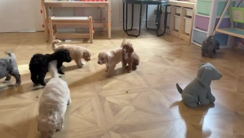 Cavapoo dogs for sale: Teddy bear miniature Cavapoos 🩷 - Video 2