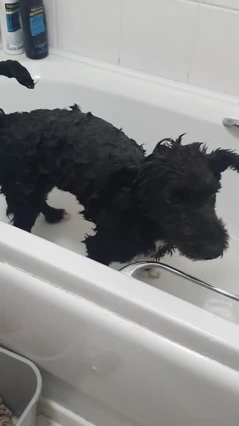 Mixed Breed dogs for sale: SOCKS 7 MONTHS OLD MALE MIXED BREED  - Video 1