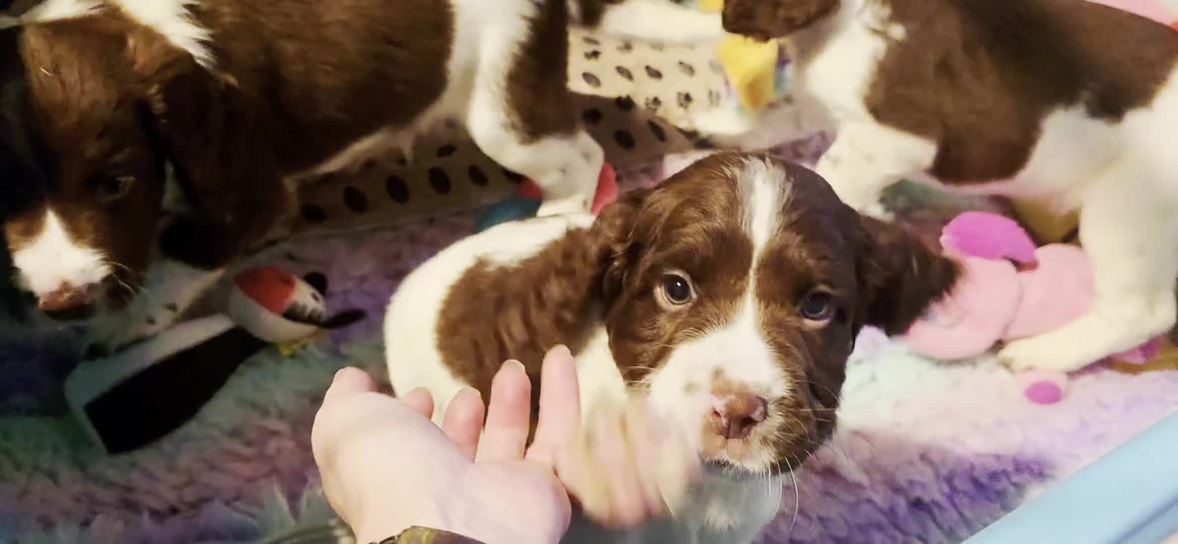 English Springer Spaniel dogs for sale: KC Health Tested, Home Reared 5 ⭐️ Liver Pups - Video 2