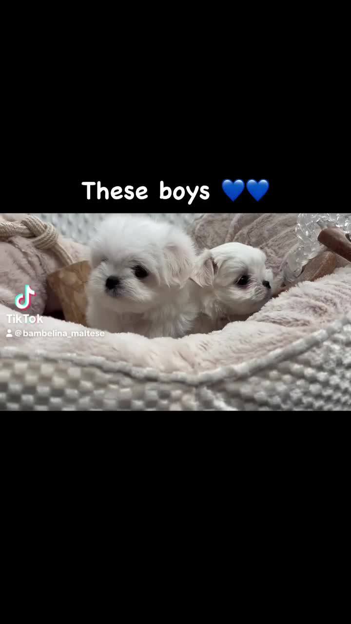 Maltese dogs for sale: 💫Ready To Leave Now 🌟 Bambelina Maltese💫 - Video 3