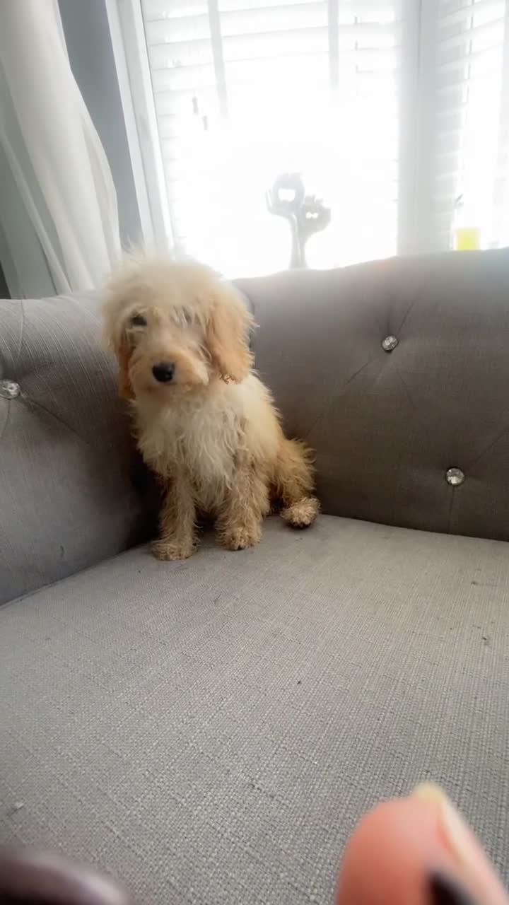 Cockapoo dogs for sale: Cockerpoo  - Video 1