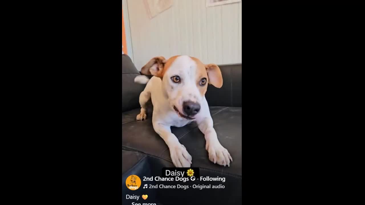 Staffordshire Bull Terrier dogs for adoption: Daizy- dog, child, stranger friendly! - Video 1