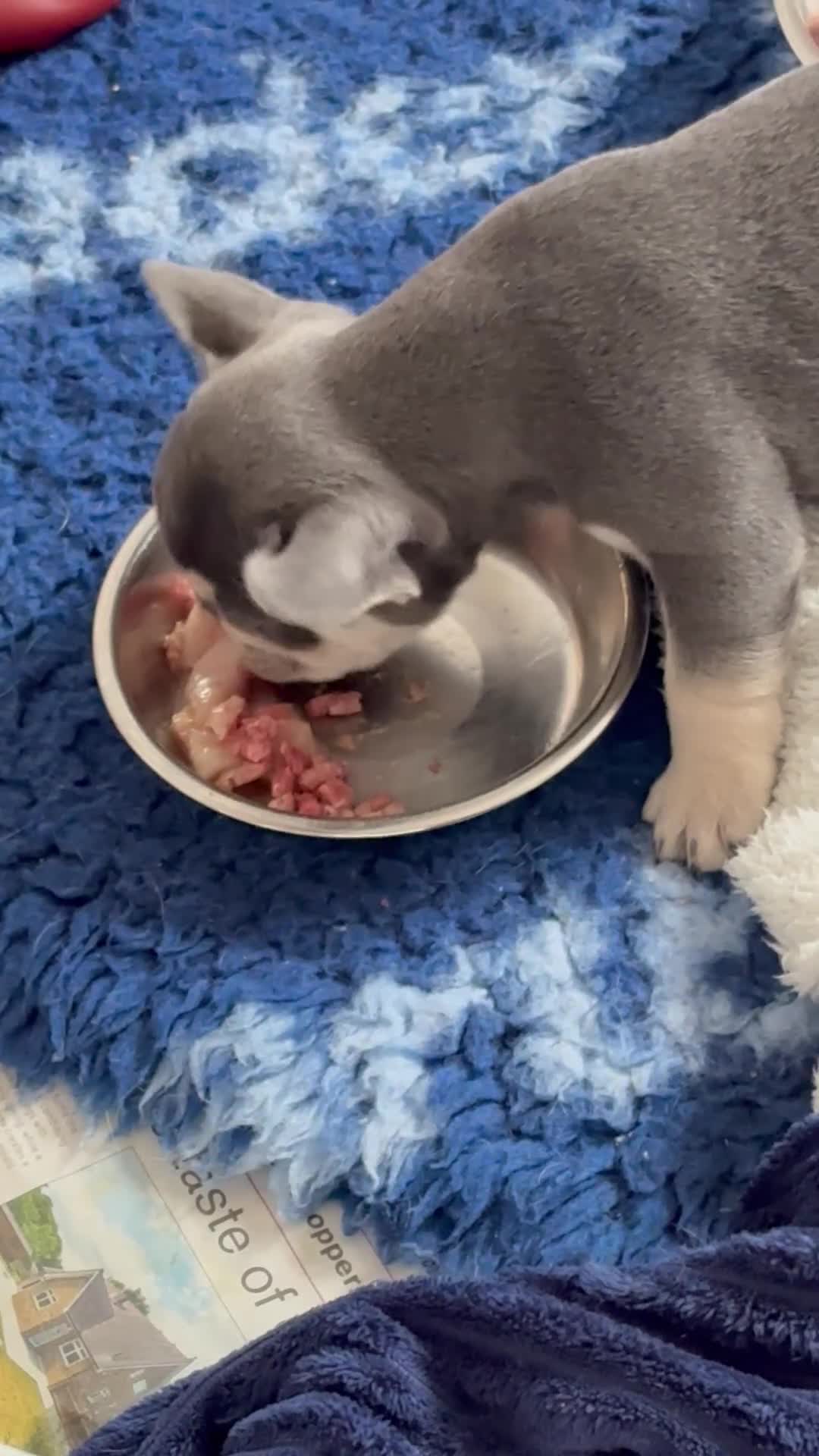 French Bulldog dogs for sale: Stunning 3rd generation French Bulldog puppies - Video 1