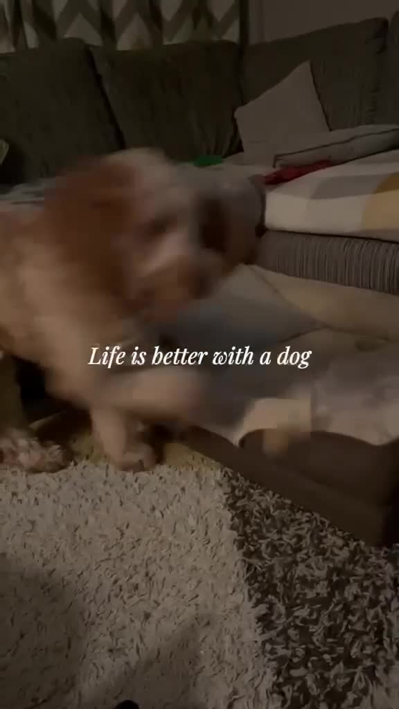 Cockapoo dogs for stud: Male Cockapoo for Studding  - Video 4