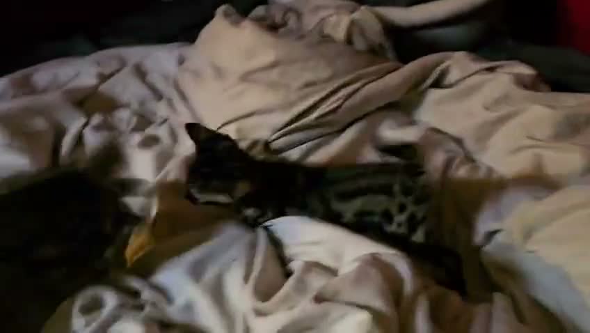 Bengal cats for sale: *Litter Trained*Playful Affectionate Show Quality  - Video 1