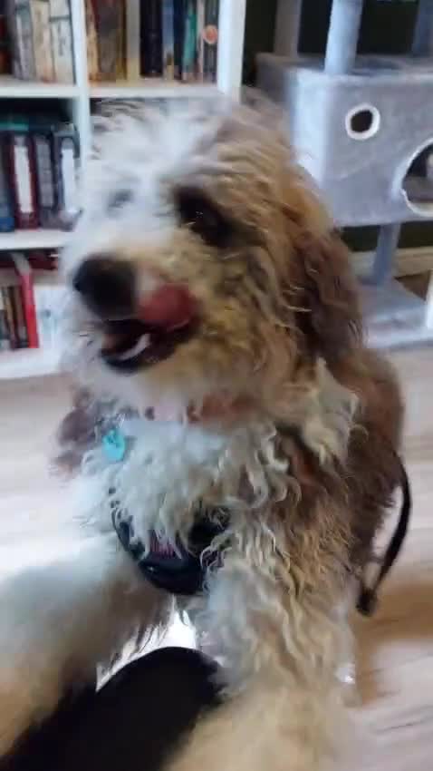 Bordoodle dogs for sale: Bordoodle Girl - Video 2