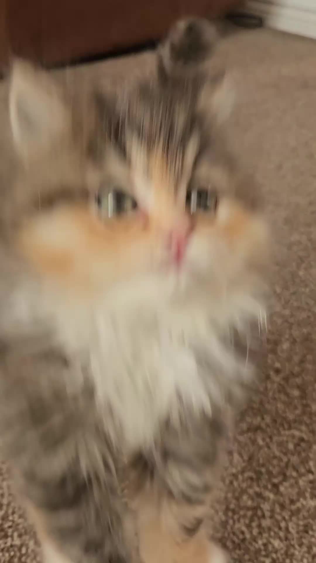 Persian cats for sale: Rare and Stunning Persian Girl  - Video 5