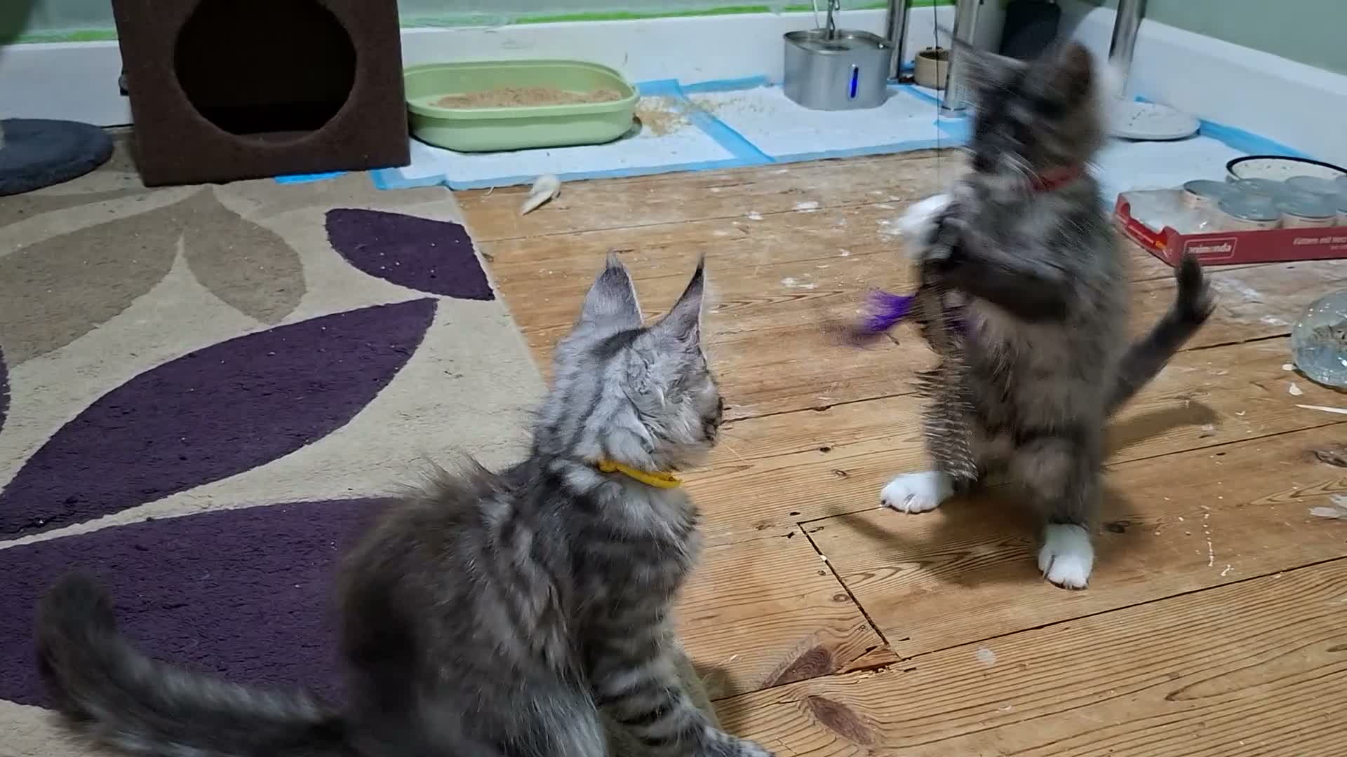 Maine Coon cats for sale: Silver tabby kittens - Video 1
