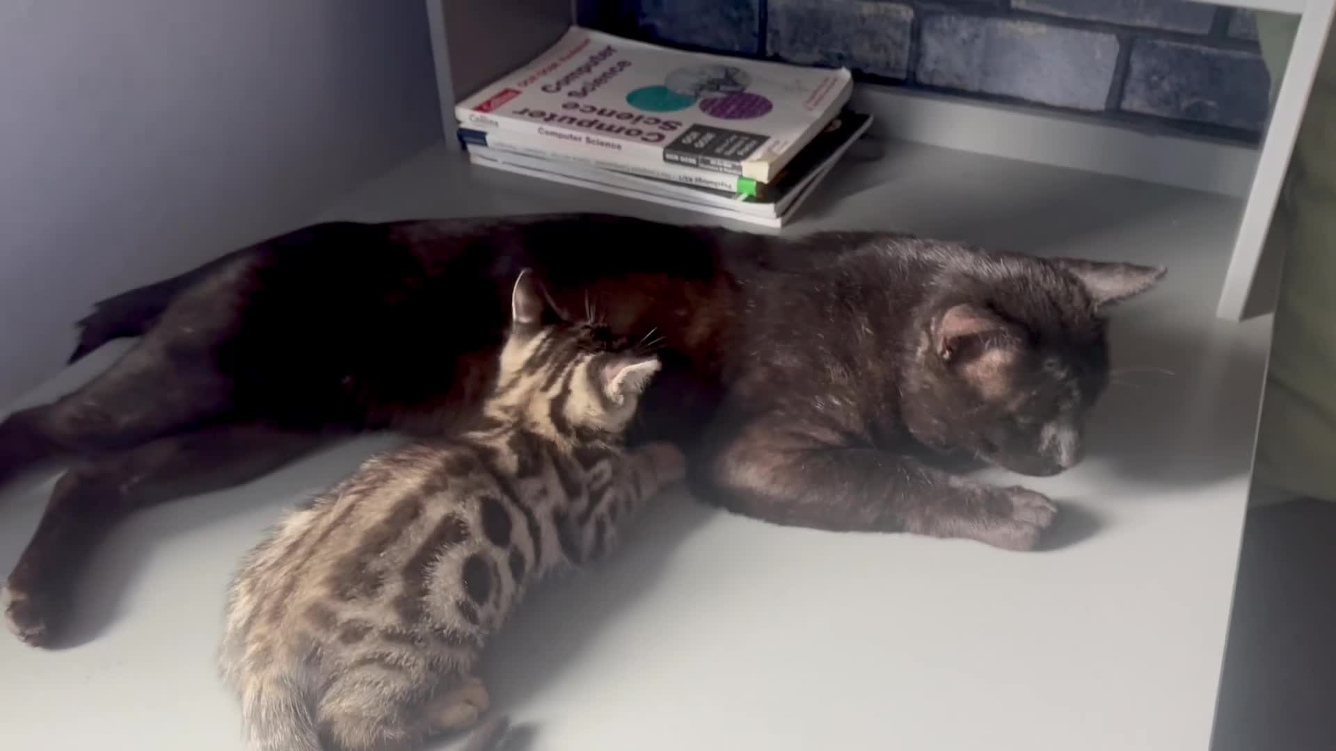 Bengal cats for sale: 9 weeks old bengal kitens - Video 1