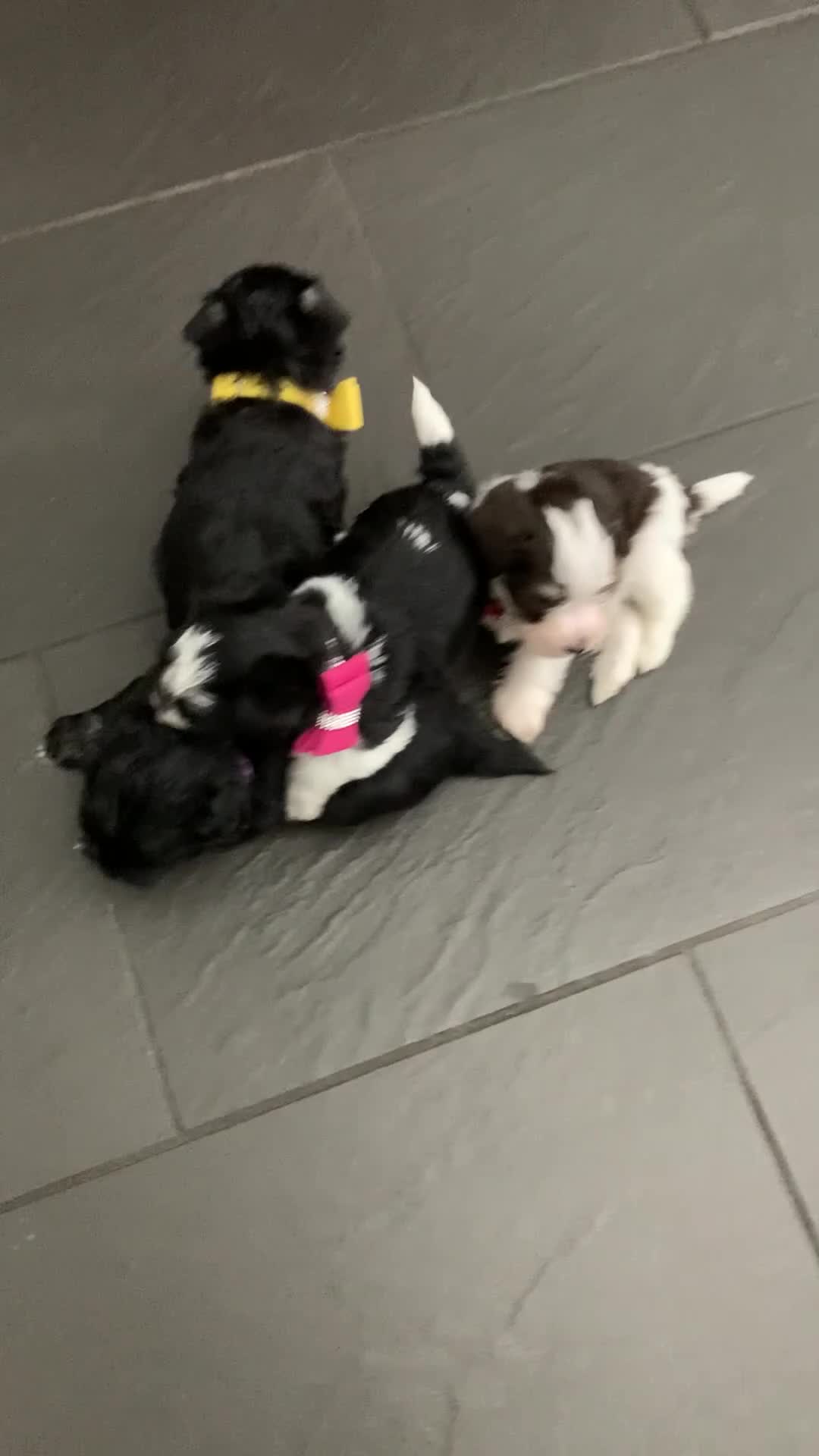 Miniature Schnauzer dogs for sale: 5* LICENSED - KC MINI (TOY) SCHNAUZER CHOCOLATE  - Video 2