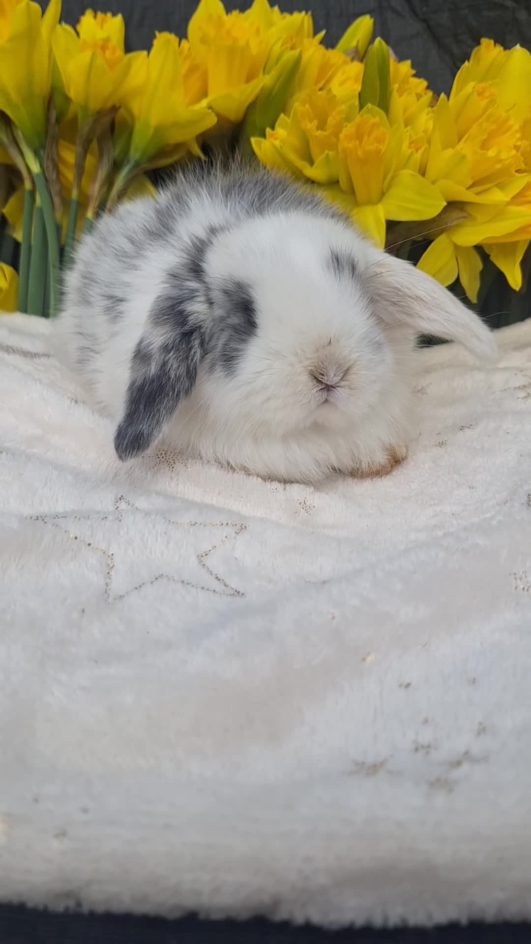 Mini Lop rabbits for sale: Pure bred mini lop babie rabbits 🐇  - Video 1