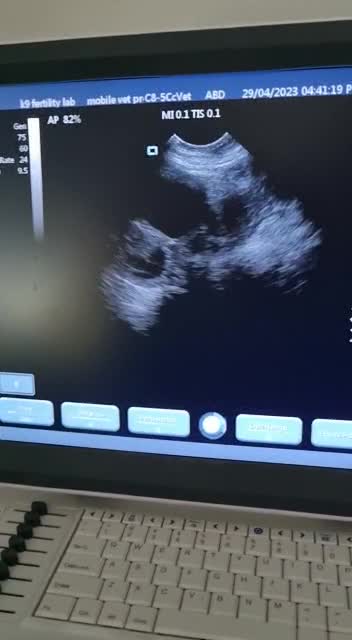 English Bulldog dogs for stud: For Stud: George (red/white) PROVEN in Brighouse - Video 2