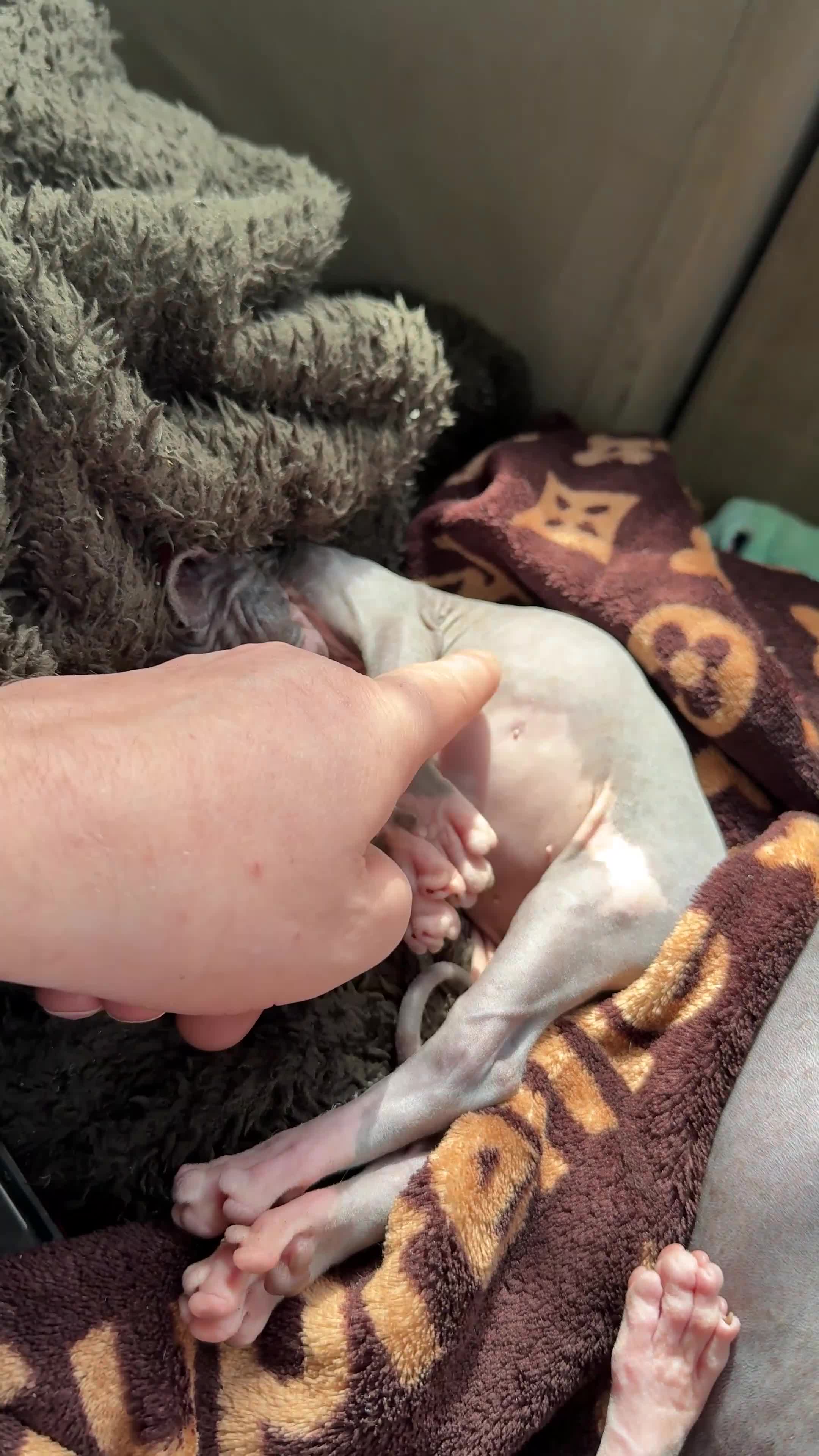 Sphynx cats for sale: Sphynx Kittens 😻 looking for new 🏡 - Video 2