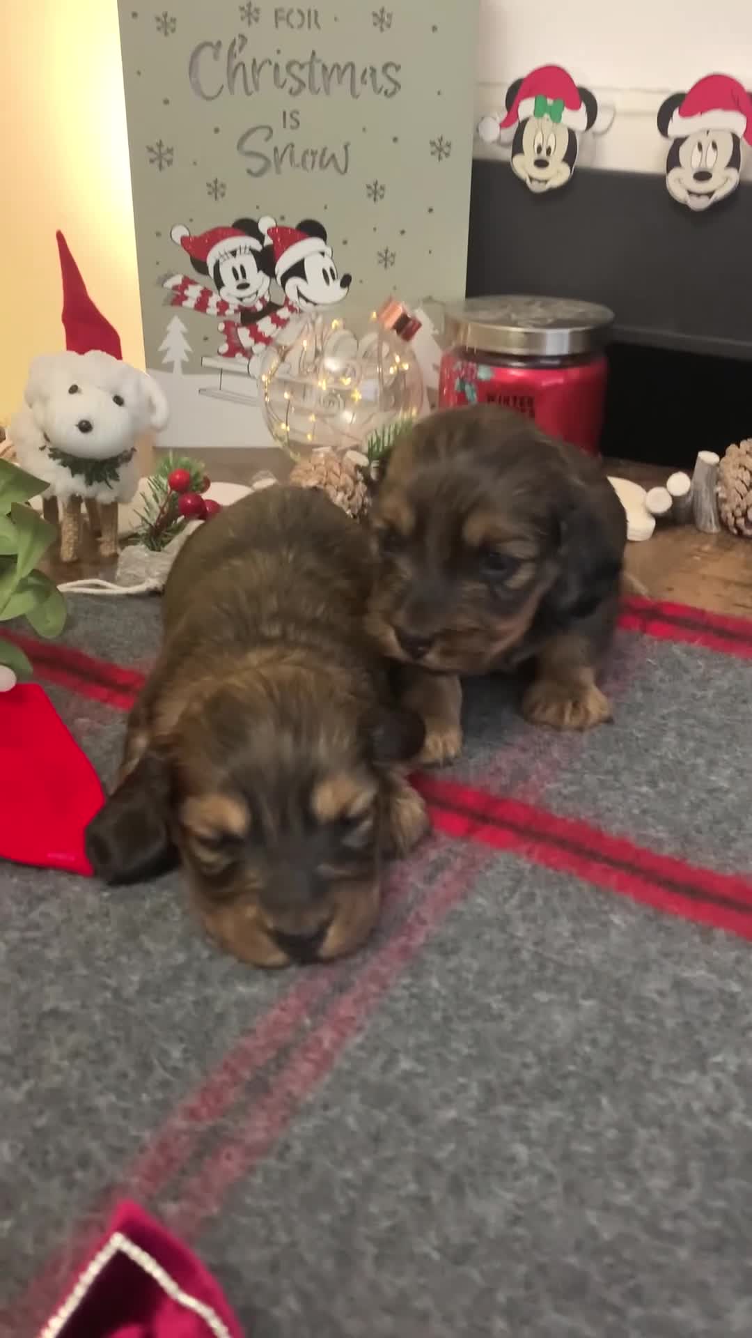 Miniature Dachshund dogs for sale: KC Registered true to type Longhaired mini’s - Video 2