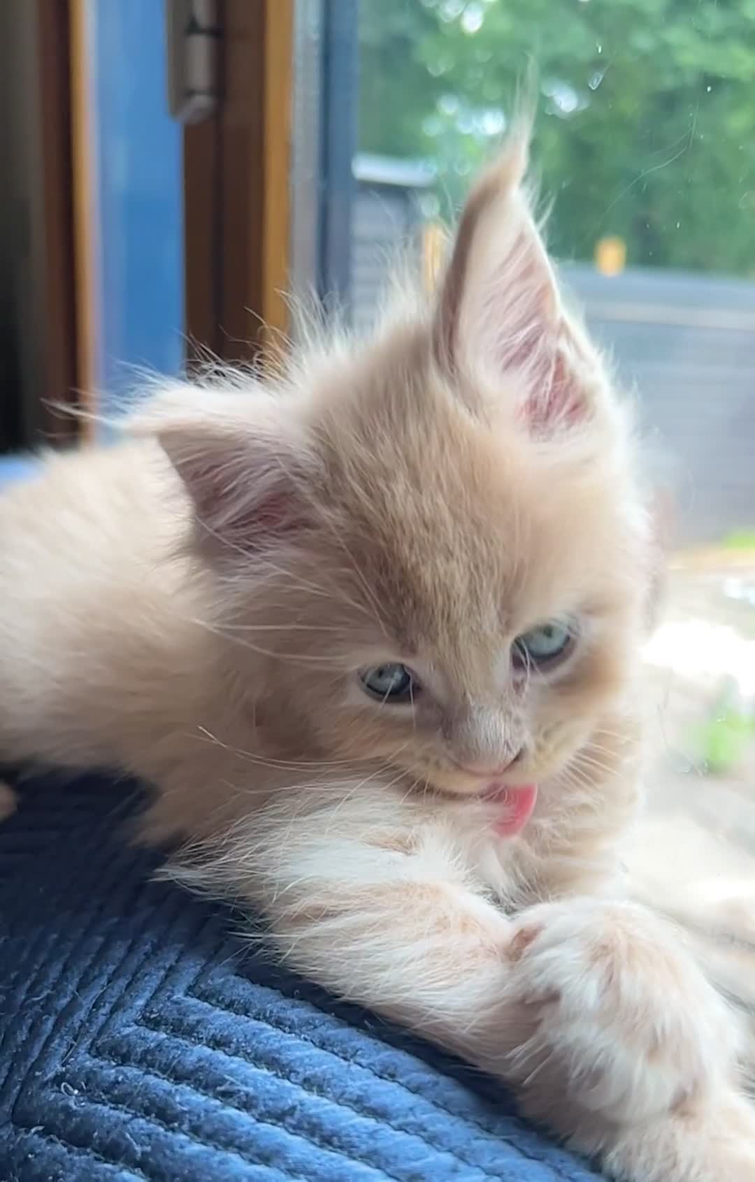 Maine Coon cats for sale: Beautiful big cream boys - Video 1