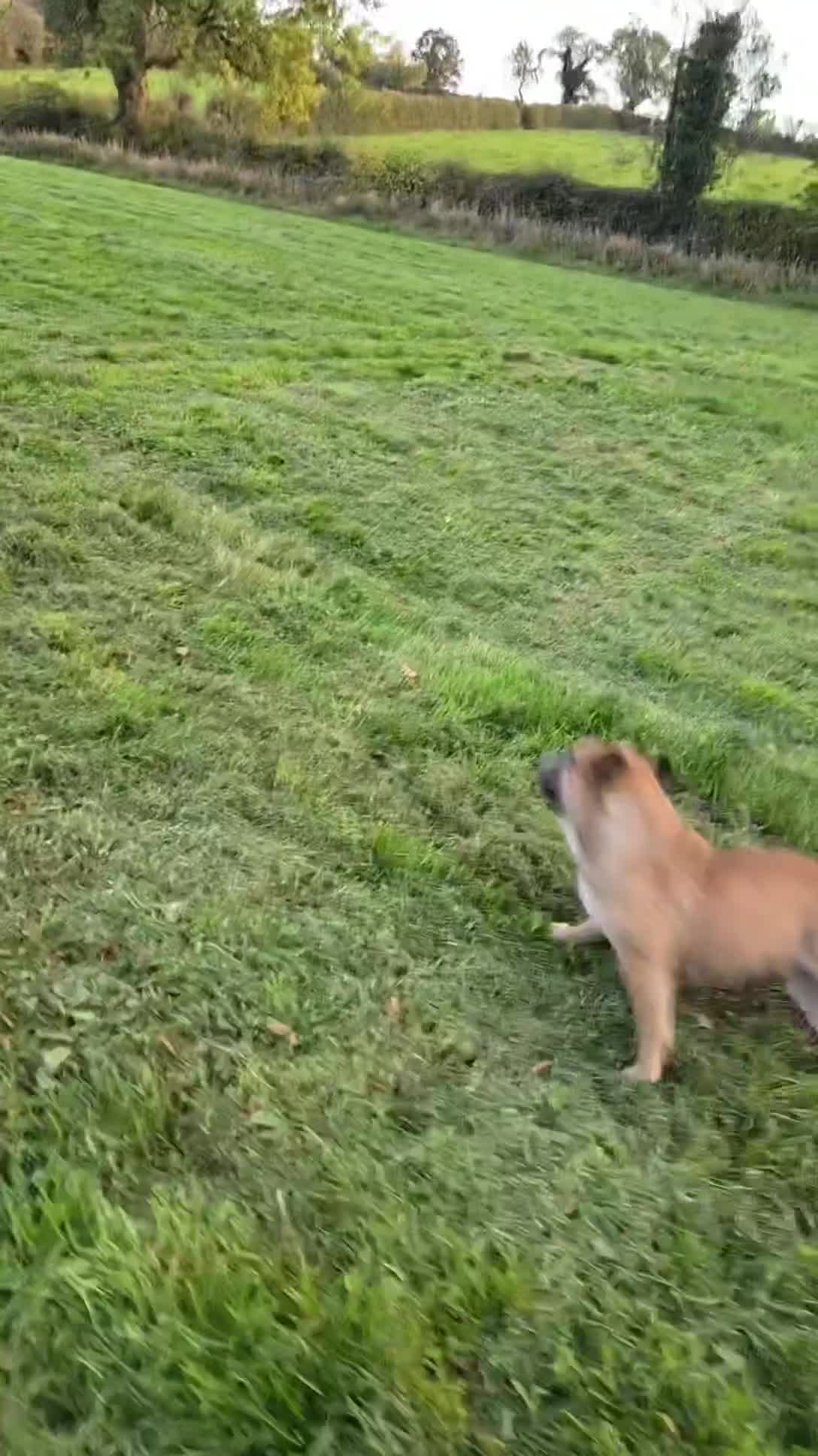 English Bulldog dogs for sale: 7 Year Old Bulldog Bitch-Super friendly 🥰 - Video 1