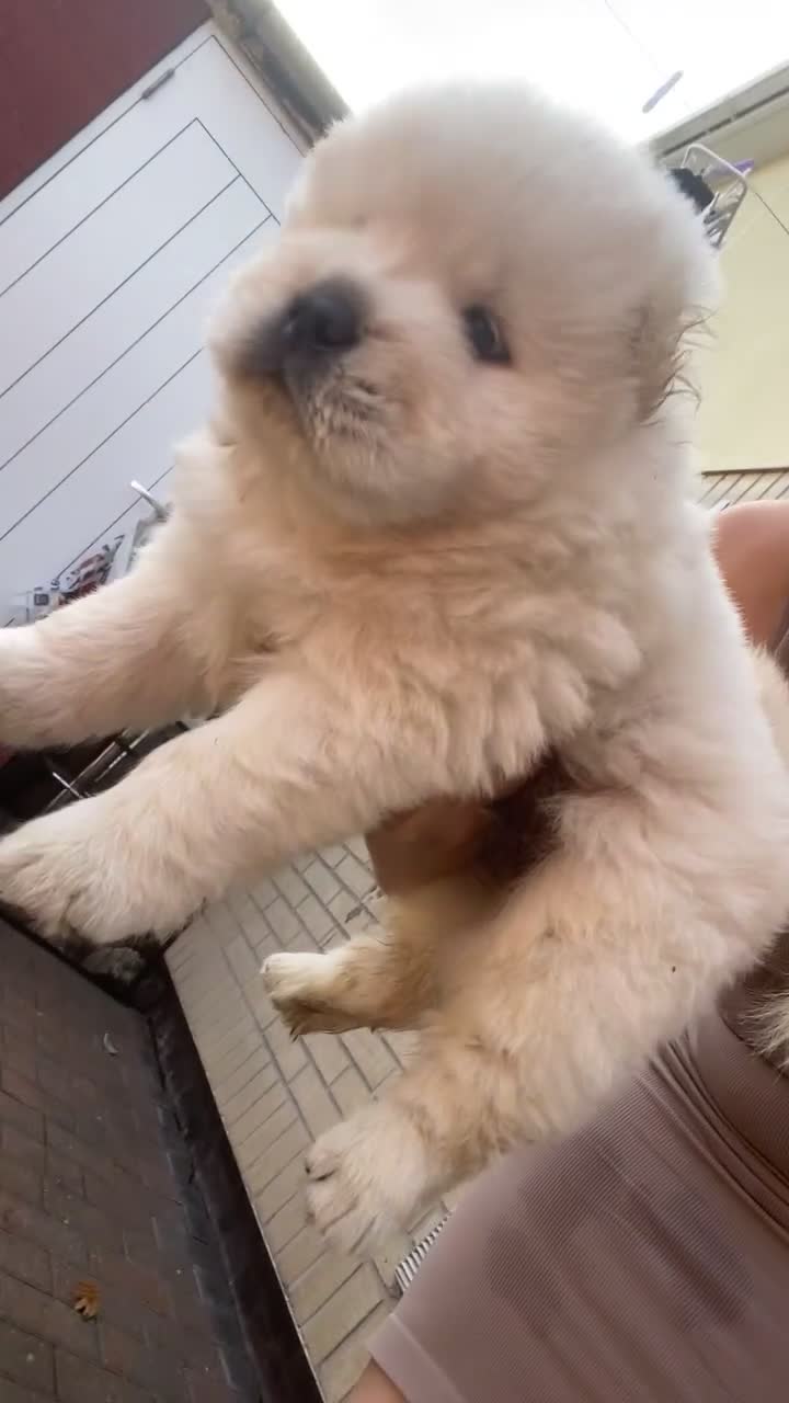 Chow Chow dogs for sale: chow chow puppies  - Video 1