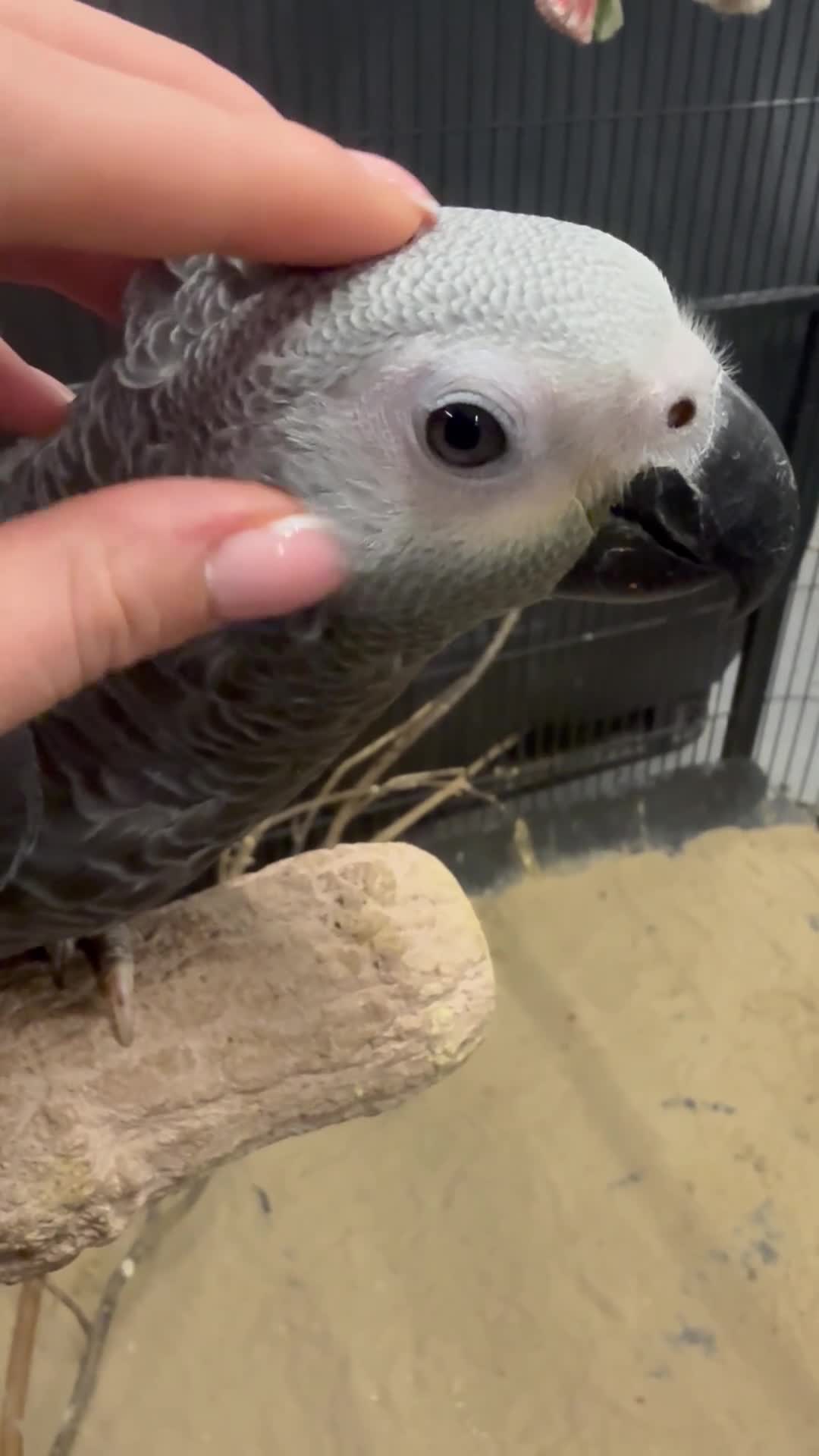 Parrots birds for sale: Baby handreared tame African Greys  - Video 1