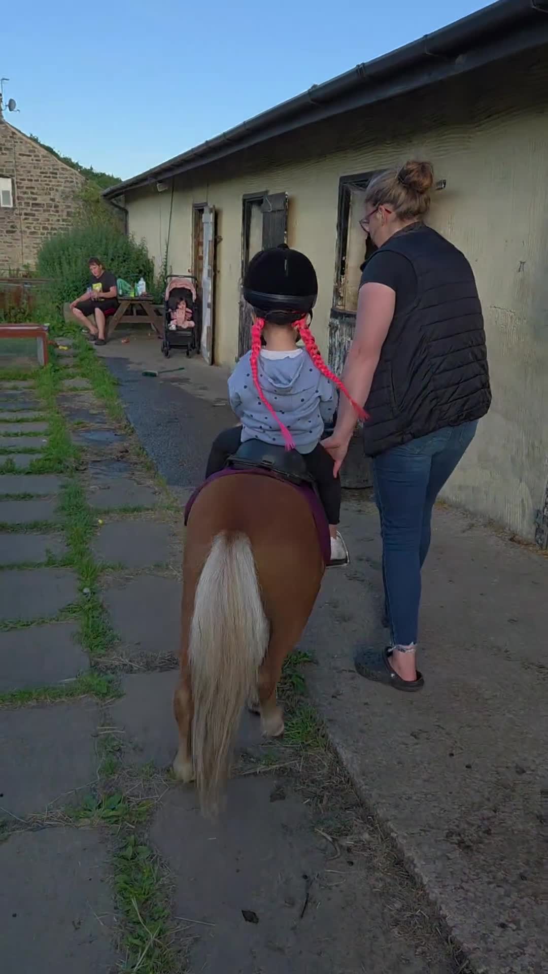 Shetland pony horses for sale: Beautiful 7h Mini shetland Gelding  - Video 2