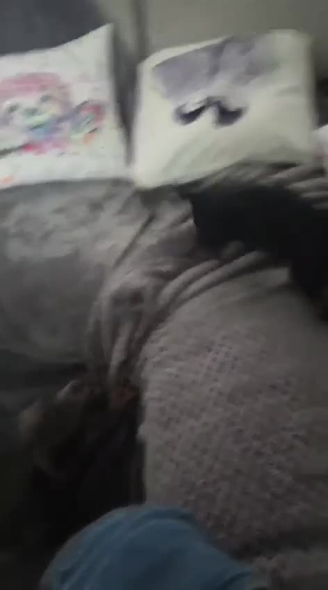 Dachshund dogs for sale: 13 week old boy  in Holywell - Video 2