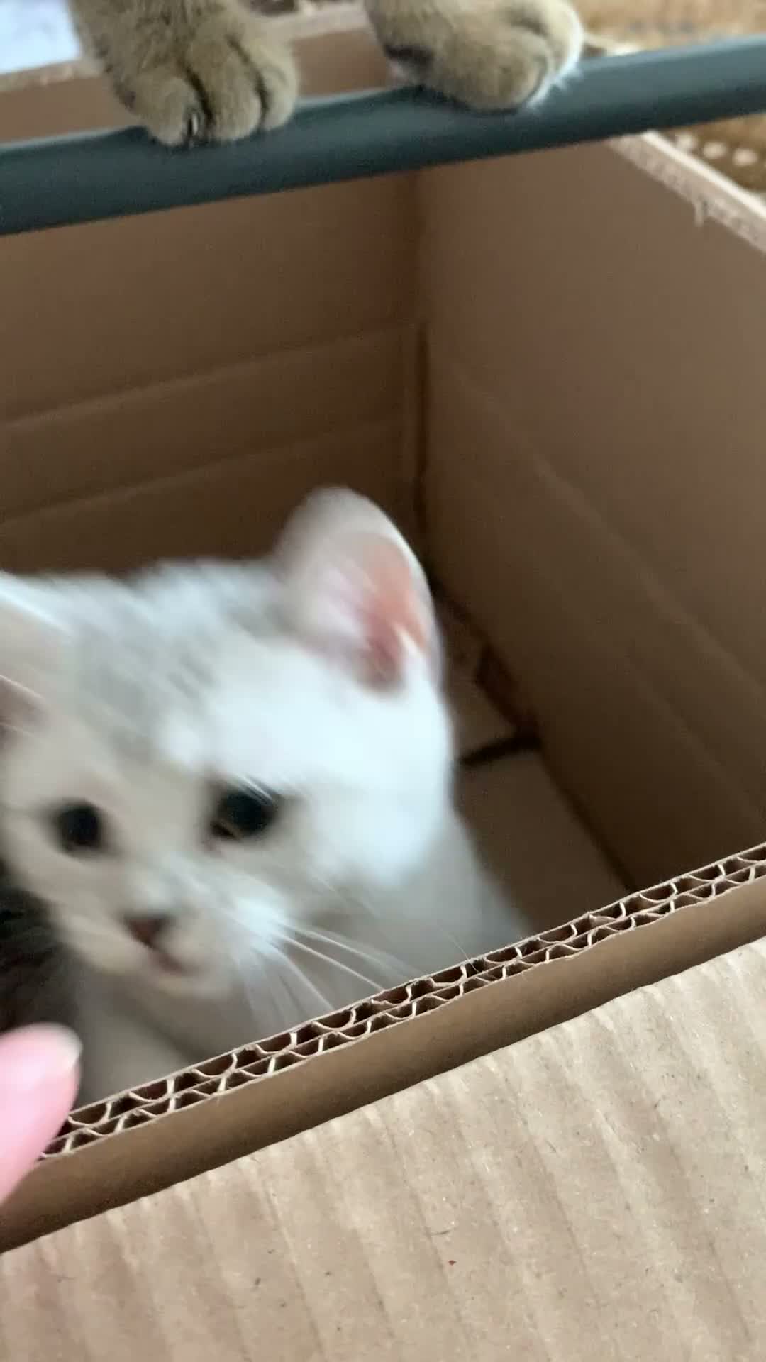 British Shorthair cats for sale: Beautiful British Shorthair Babies 🤍 - Video 5