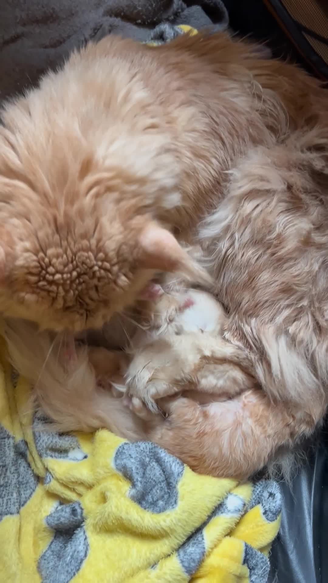 Maine Coon cats for sale: Stunning XL Pure bred Main Coon kittens for sale  - Video 2