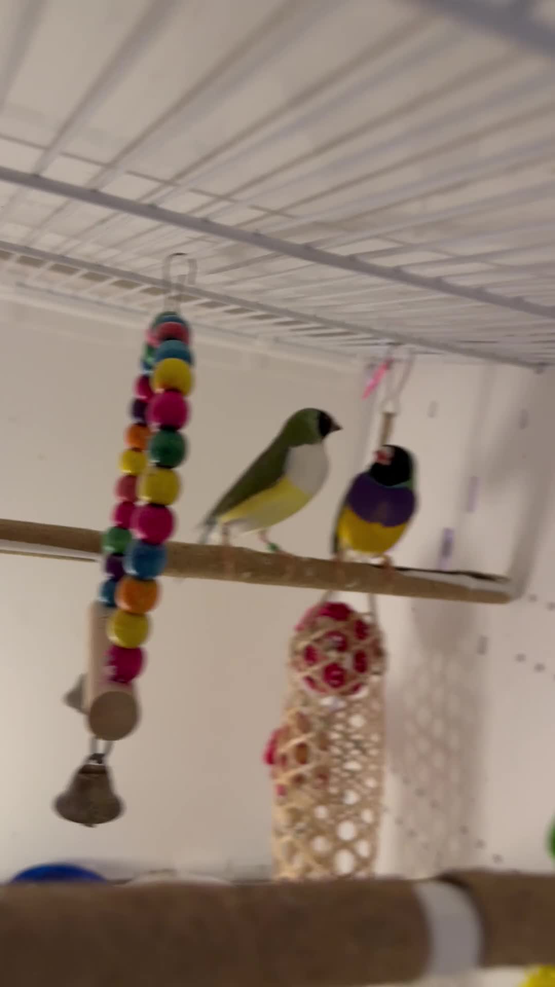 Finches birds for sale: gouildan finches available Runcorn  - Video 1