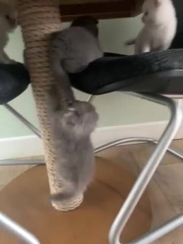 British Shorthair cats for sale: British shorthair/longhair kittens - Video 2