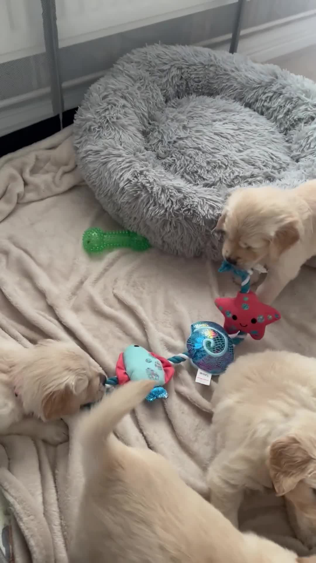 Golden Retriever dogs for sale: Beautiful KC Golden Retriever Babies  - Video 2