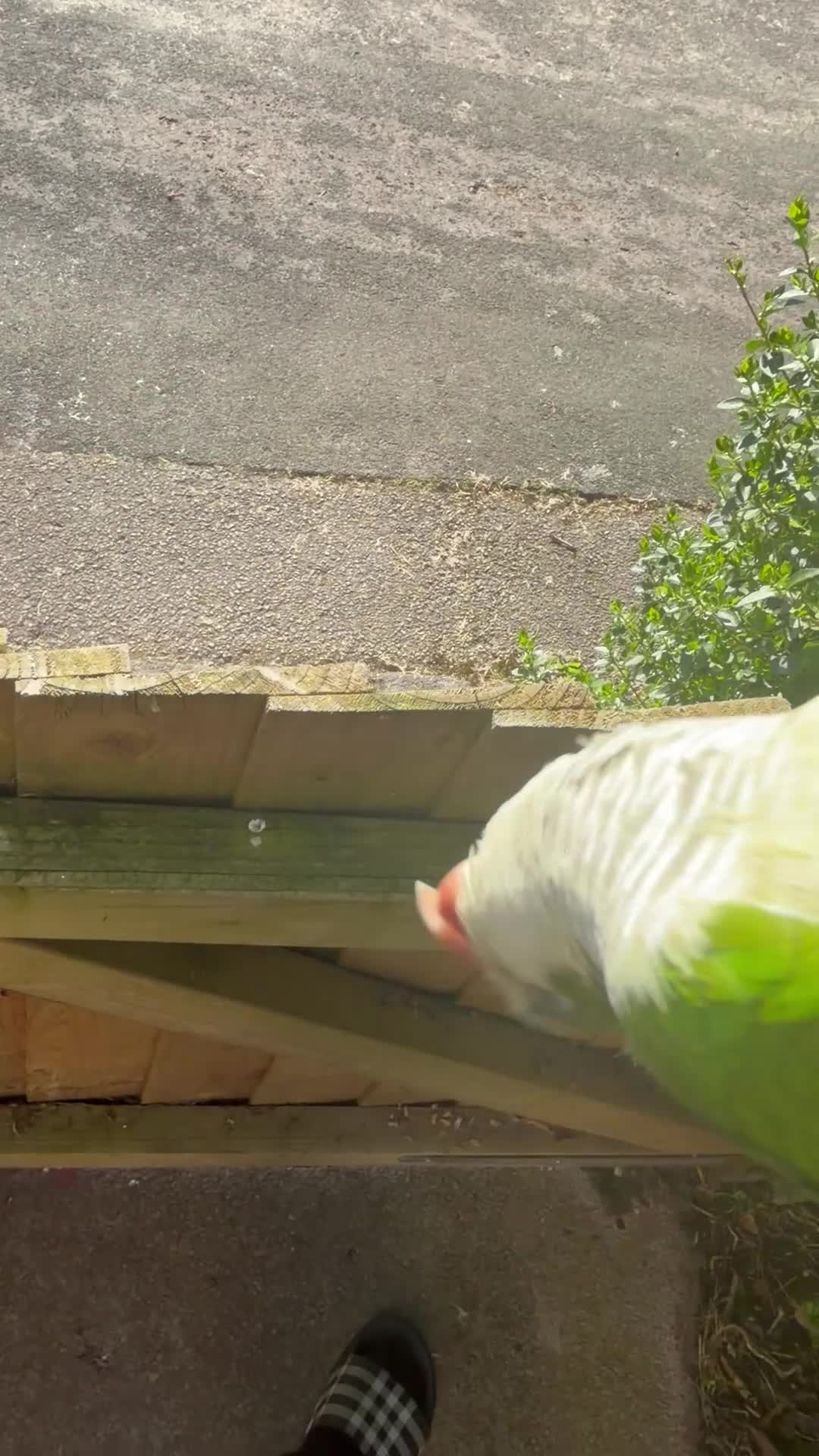 Parrots birds for sale: Super super tame Quaker parrot  - Video 1