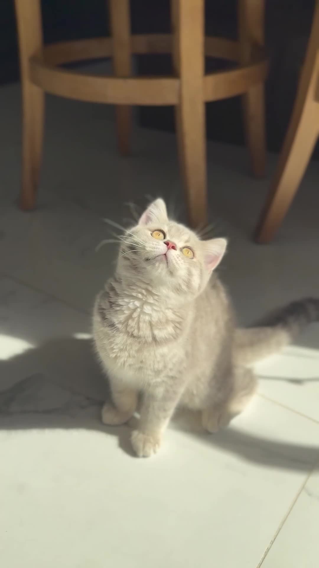 Scottish Fold cats for sale: Full pedigree Scottish fold kittens - Video 1