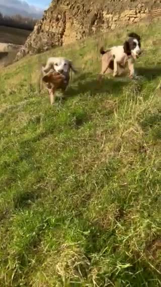 English Springer Spaniel dogs for stud: HEALTHTESTED WORKING ENGLISH SPRINGER SPANIEL in Bishop Auckland - Video 2