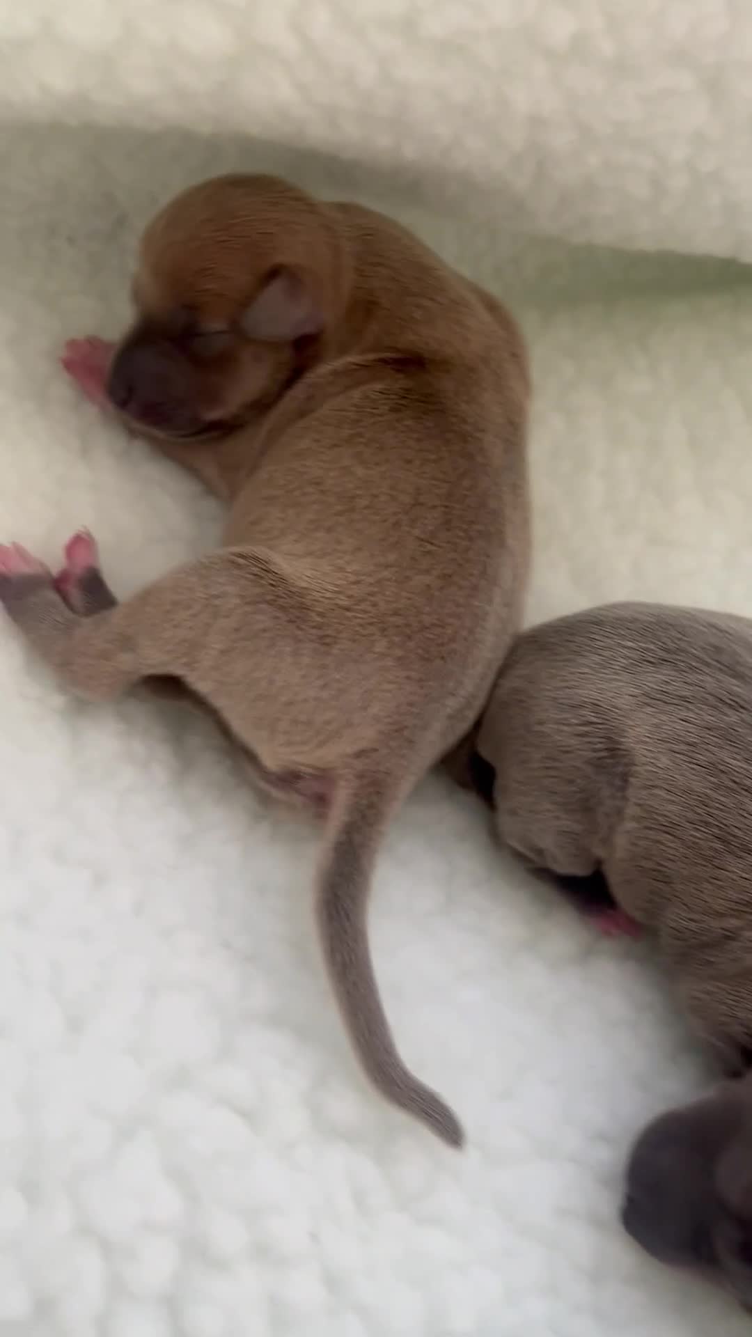 Italian Greyhound dogs for sale: Italian greyhound puppies  - Video 3