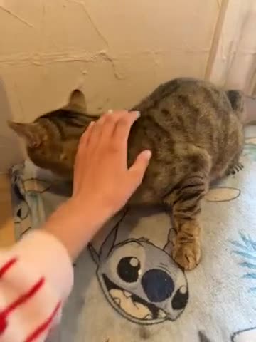 Bengal cats for stud: rolo  in Rochester - Video 1