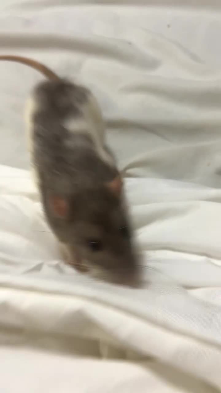 Rat rodents for sale: 4 rats + cage and accessories  - Video 3