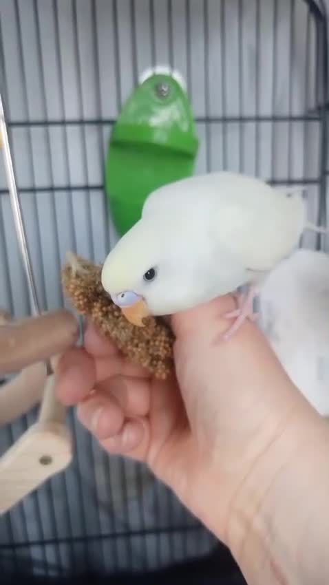 Budgerigars birds for sale: Outstanding pet baby budgies priced from £40 - Video 2