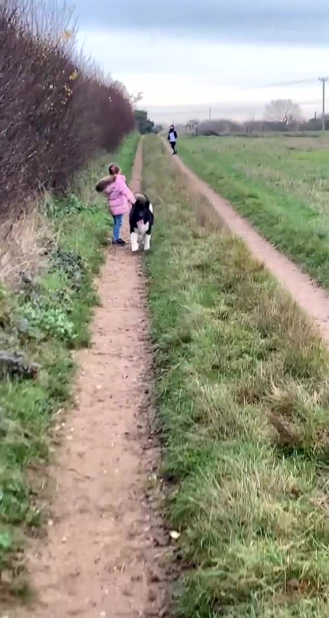 Akita dogs for stud: Akita for STUD only - Video 4