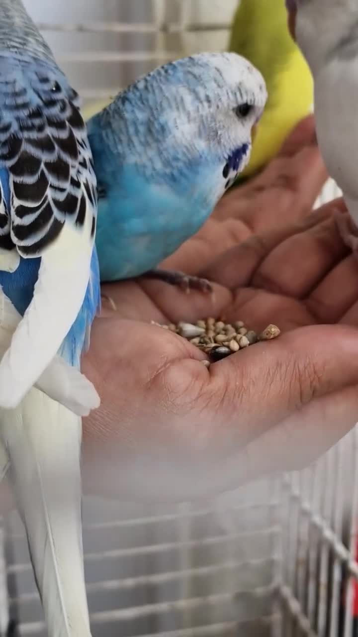 Budgerigars birds for sale: Super Hand Tamed Baby Budgie  - Video 1