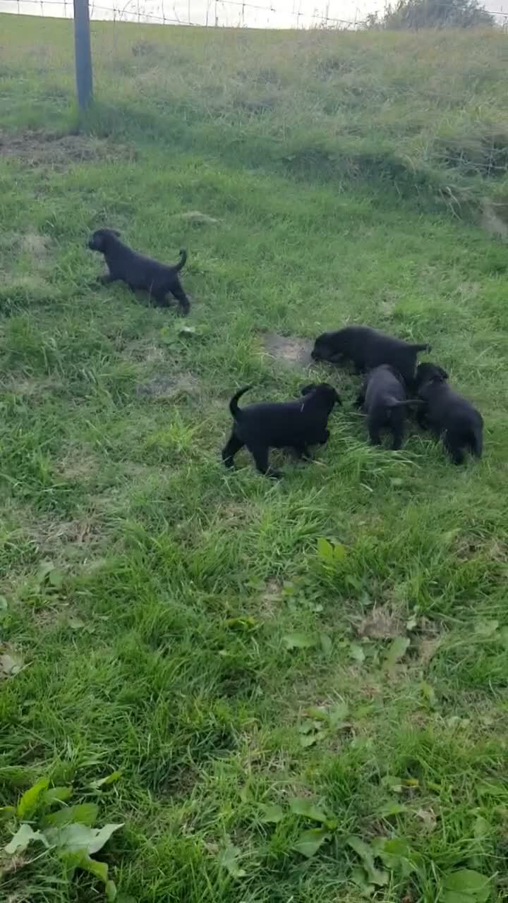 Labrador Retriever dogs for sale: Labrador retriever dog pup in Lancaster - Video 1