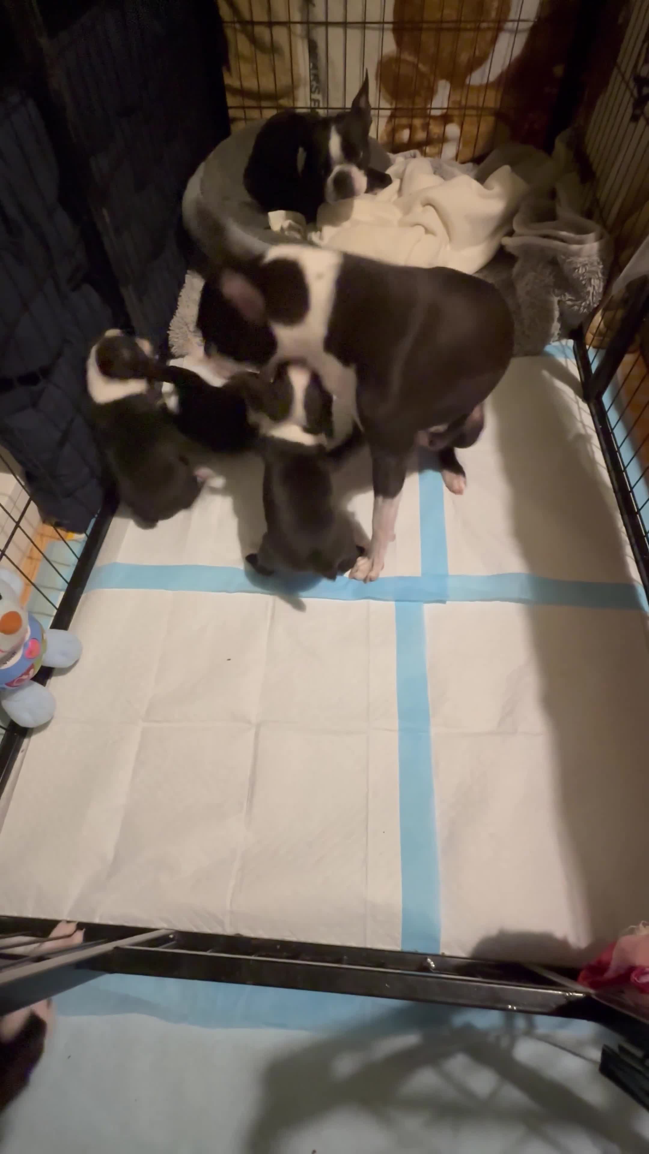 Boston Terrier dogs for sale: Boston Terrier 💙💙💙💙 puppy boy  - Video 1