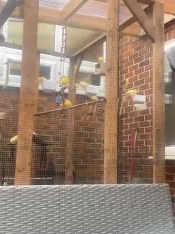 Canaries birds for sale: Canaries (mixed) - Video 1