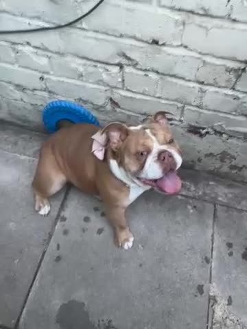 English Bulldog dogs for sale: Destiny  - Video 2