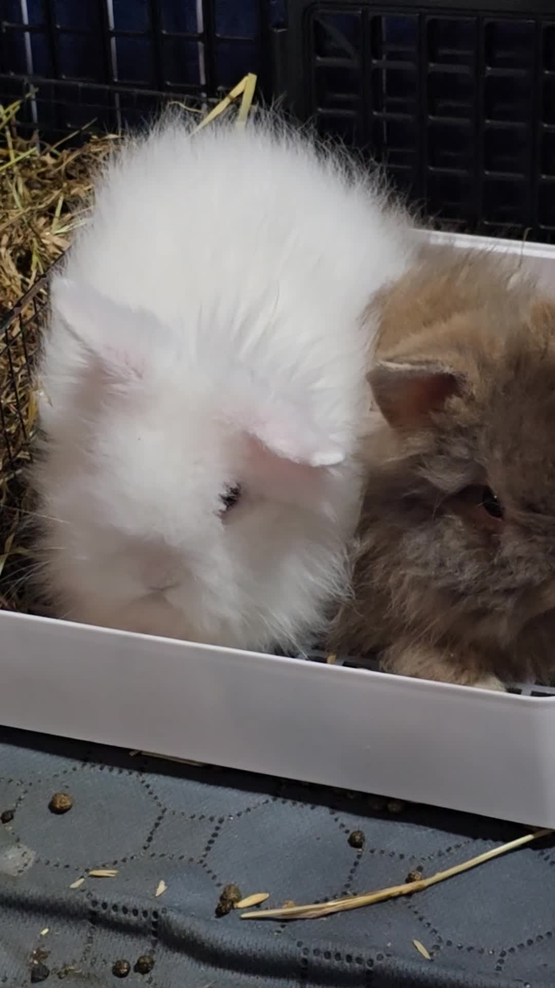 Angora rabbits for sale: Beautiful Teddy Dwergs  - Video 3