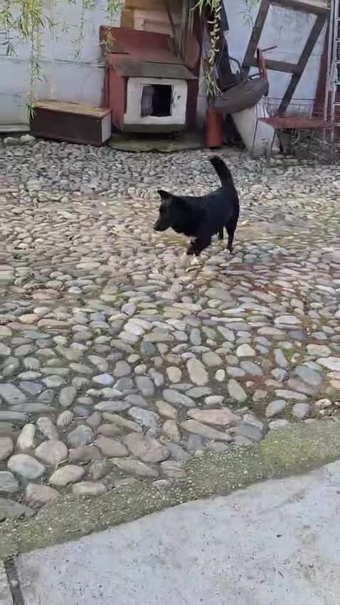 Mixed Breed dogs for adoption: 🐾NERO – From Frozen to Faithful & Loving🖤🐾 - Video 1