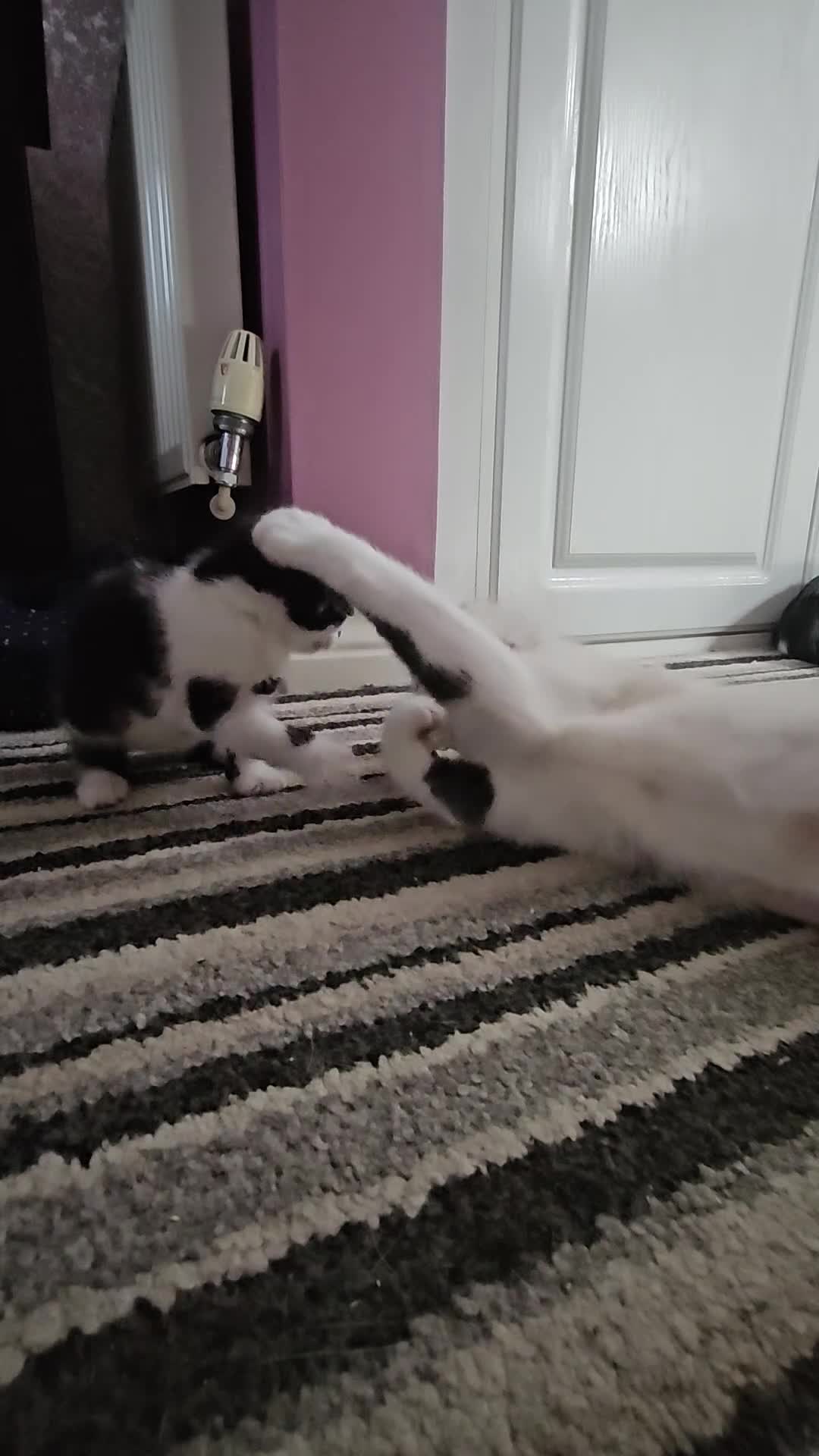 Mixed Breed cats for sale: Fluffy black and white. - Video 1