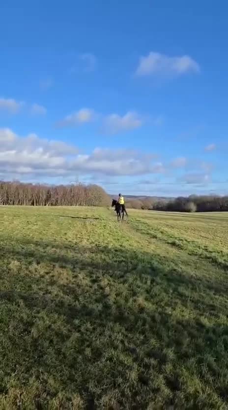 Irish Thoroughbred horses for sale: 15.3H TB Mare ex Racer excellent manners 17 years  - Video 4